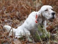 Setter Anglais VIRGILE DE LA CROIX GENTILHOMME